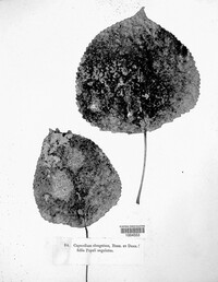 Image Associated With the Occurence